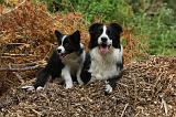 BORDER COLLIE 873